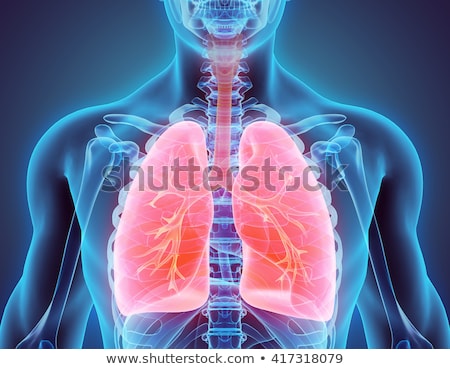 [[stock_photo]]: Human Lungs