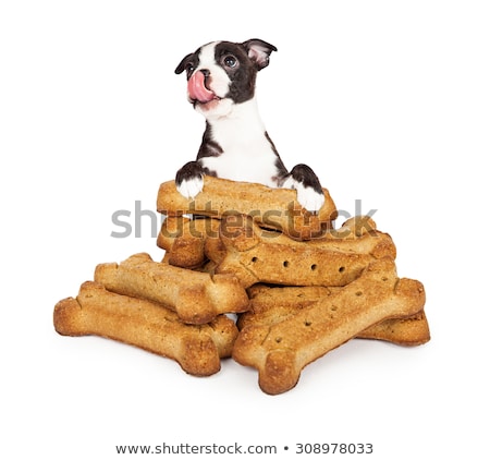 Stock fotó: Pile Of Funny Shaped Dog Cookies