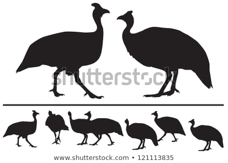 Stock fotó: Silhouette Of Guinea Fowl