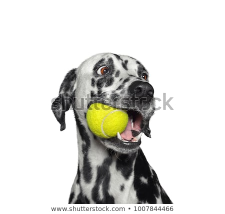 Stockfoto: Dog With Tennis Ball