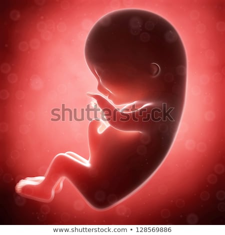 Foto d'archivio: 3d Rendered Illustration - Human Fetus Month