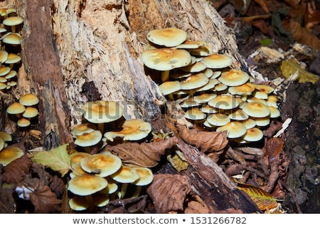 Сток-фото: Sulphur Tuft - Hypholoma Fasciculare