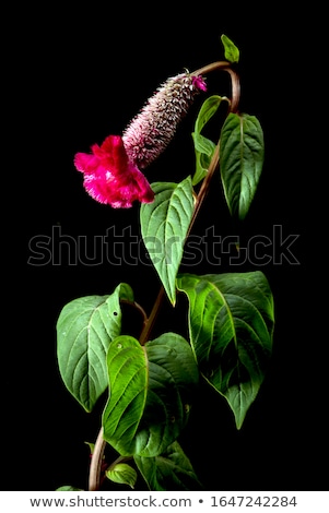 Stock fotó: Celosia Or Wool Flowers Or Cockscomb Flower Vintage