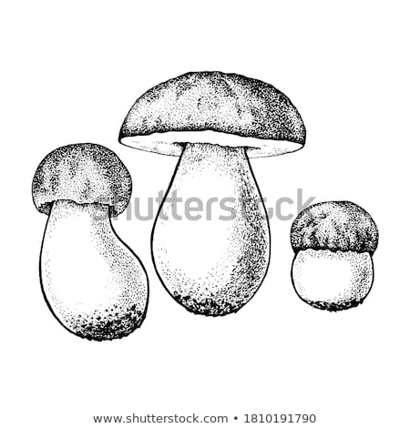 Foto stock: Raw Boletus Mushrooms