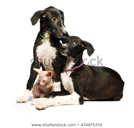 Foto d'archivio: Two Cute Puppy Greyhounds And Kitten Don Sphynx On A White