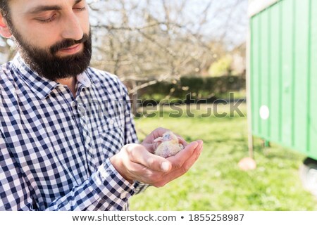 Stock photo: Man With Pigeons On His Hands