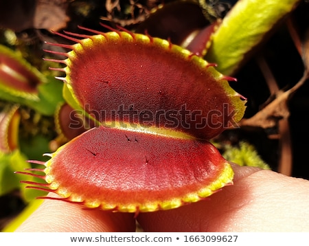 Сток-фото: Venus Flytrap Carnivorous Plant