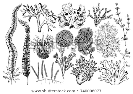 Foto stock: Oceanic Reef Algae Seaweed Coral Vintage Vector