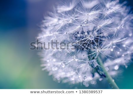 ストックフォト: Raindrops On White Flower And Green Leaves