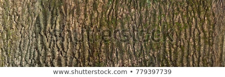 Stock fotó: Abstract Natural Background With Lichen On A Tree Bark