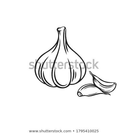 Foto d'archivio: Garlic Product Aromatic Vegetable Harvest Vector