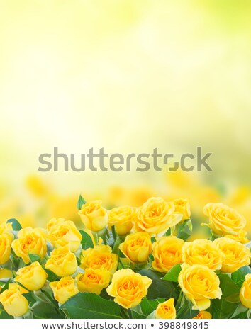 Fresh Yellow Roses Foto stock © Neirfy