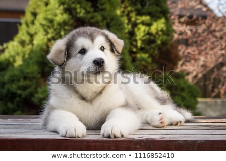 Stock fotó: Alaskan Malamute Puppy