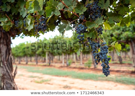 ストックフォト: Red Wine Grapes Growing On Old Grapevine
