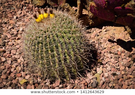 [[stock_photo]]: Barrel Cactus Blue Flowers Desert Botanical Garden Phoenix Arizo