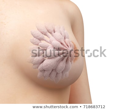 Stock fotó: 3d Rendered Illustration - Mammary Glands