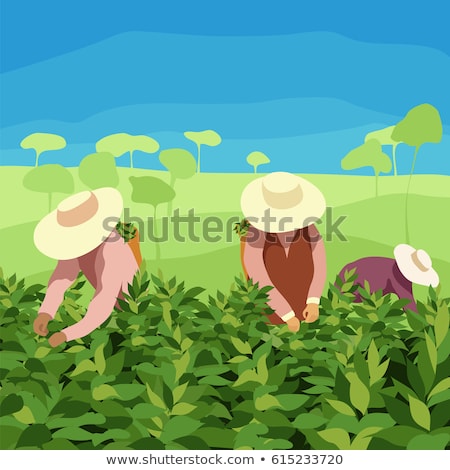 Stock foto: Basket Of A Tea Pickering With Tea Leaves