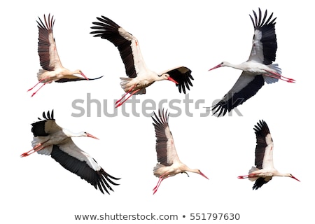 Stok fotoğraf: Stork Flying In The Air