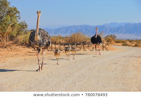 ストックフォト: Ostrich - Wild And Free Birds From Africa