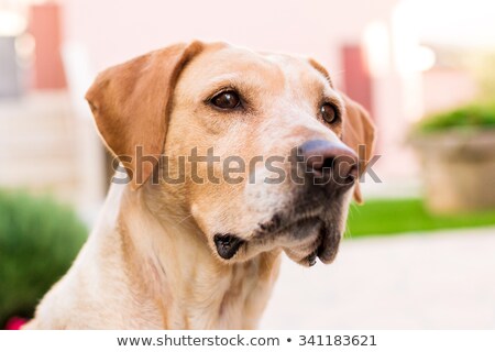 Stockfoto: Labrador Dog Looking Into Distance