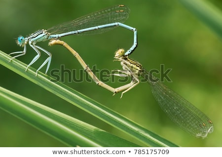 Stock fotó: Dragonflies Couple