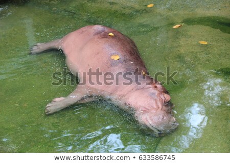 Zdjęcia stock: Hippo Falling Asleep