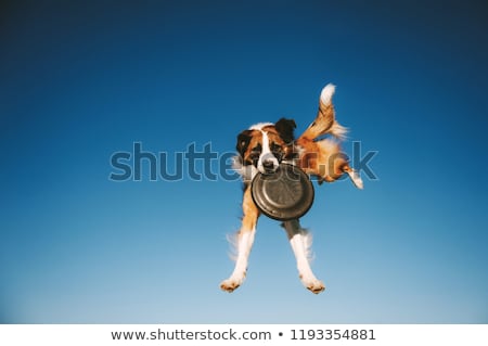 Stock fotó: Frisbee Dog