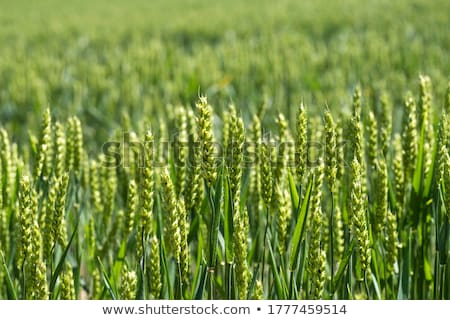 Stok fotoğraf: Green Barley Growing In A Field