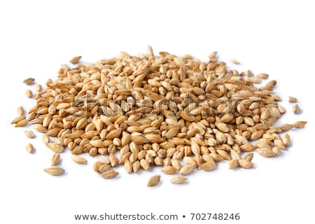 Stockfoto: Malted Barley Grain