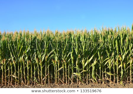 Foto stock: Corn Fields With Corn Ready For Harvest