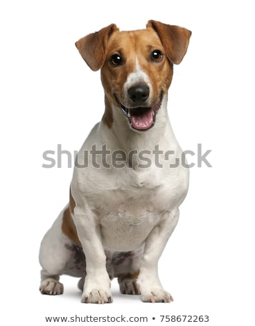 Foto stock: Jack Russell Terrier Portrait In White Background