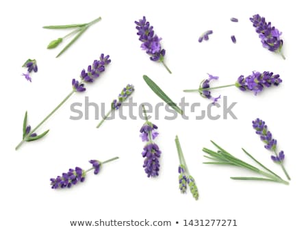 Foto stock: Lavender Flowers