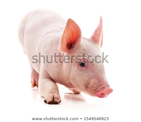 Foto stock: Piglet With Bow