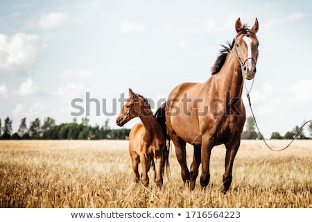 Stock photo: Young Horse