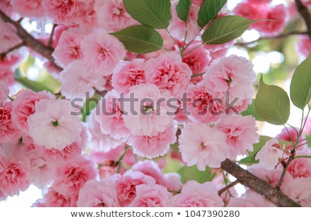Stockfoto: Blooming Double Cherry Blossom
