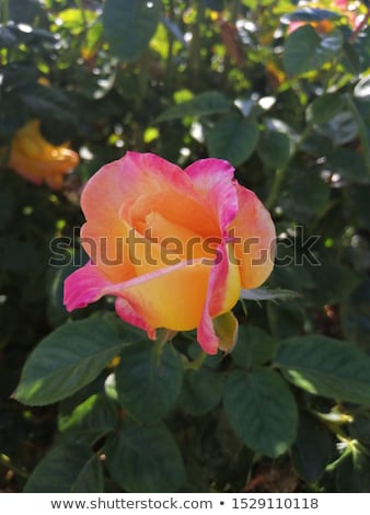 Zdjęcia stock: Multicolor Rose
