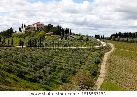 Foto stock: Tuscan Wineyard