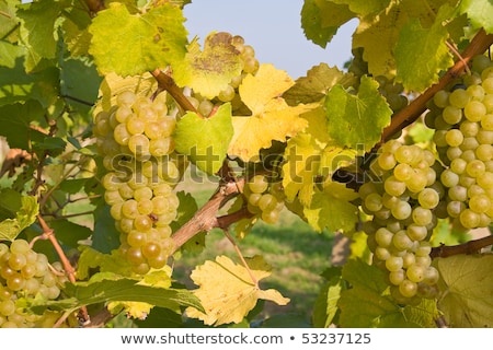 Foto stock: Bunch Of Green Grapes On Grapevine Right Before Harvest