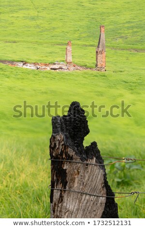 Zdjęcia stock: Lush Green Grass Replaces The Burnt Fields Of Cobargo After Bush