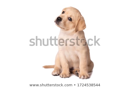 Foto stock: Labrador Puppy