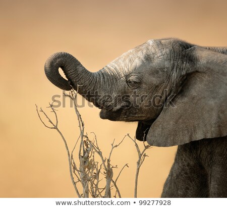 Stock fotó: Baby Elephant Reaching For Branch