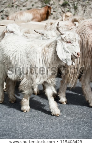 Imagine de stoc: White Kashmir Pashmina Goat From Indian Highland Farm