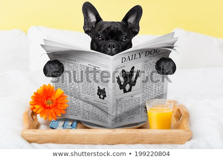 Stockfoto: Dog Service Tray