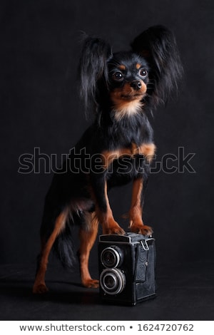 Foto stock: Dog Photographer