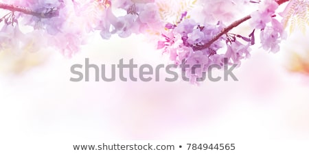 Foto stock: Pastel Abstract Background With Branch Of Sakura
