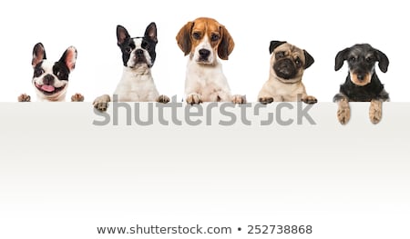 Foto stock: Copy Space Placard Dog