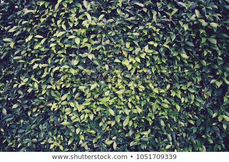 Сток-фото: Privet Hedge Background