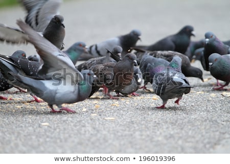Zdjęcia stock: Flock Of Urban Pigeons