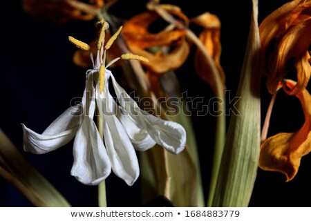 [[stock_photo]]: Wilted Dying Flowers With Fallen Petals