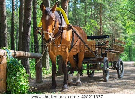 Stock fotó: Travel Landscapes And Destinations Tourists Horse Carriage In F